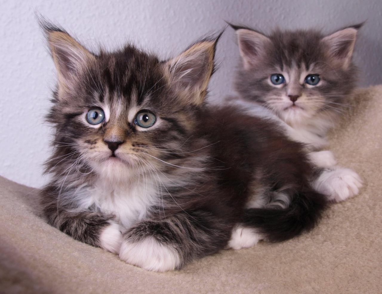 Purebred maine coon kittens