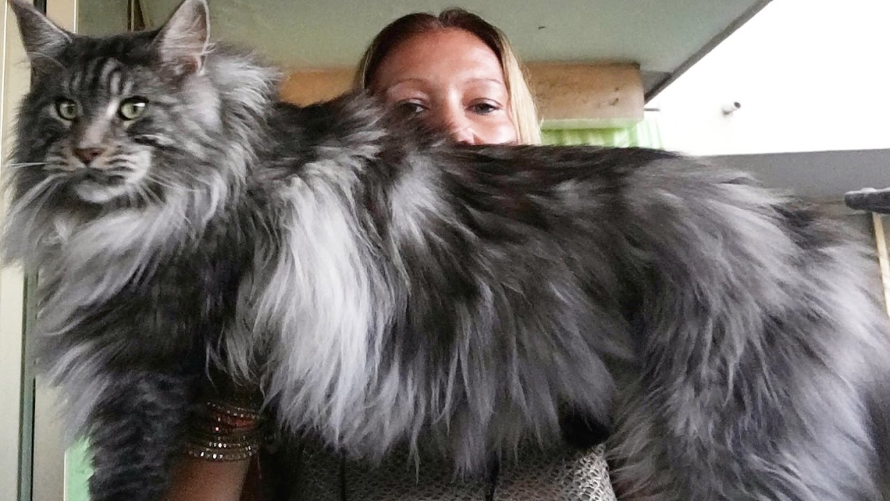 Giant maine coon cattery