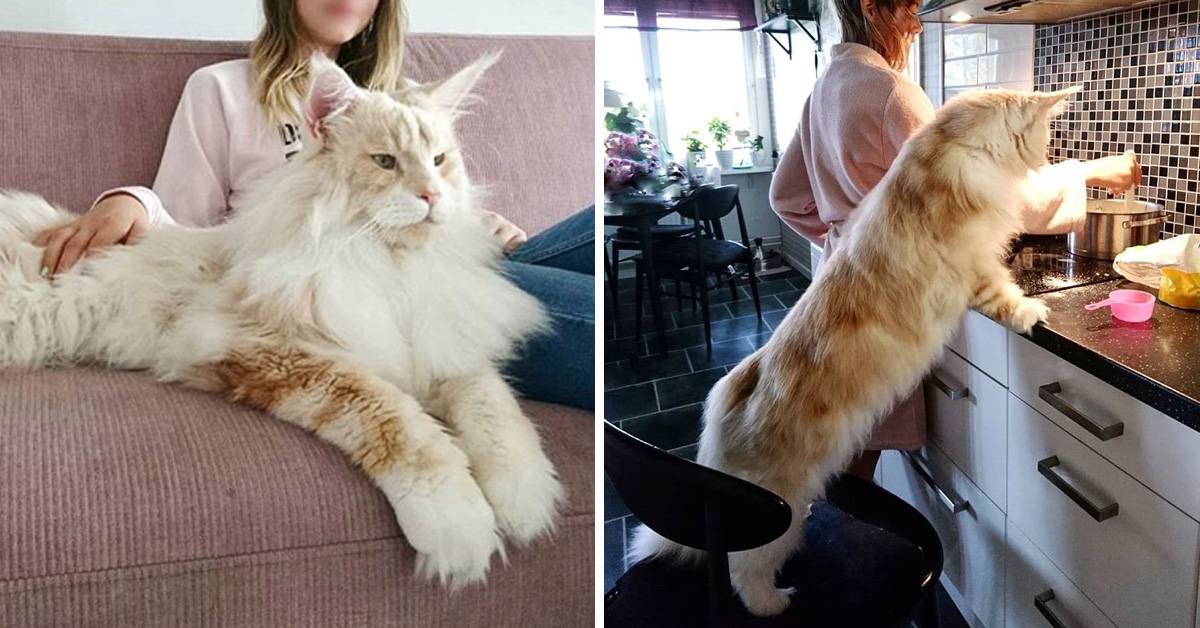 Huge maine coon for sale