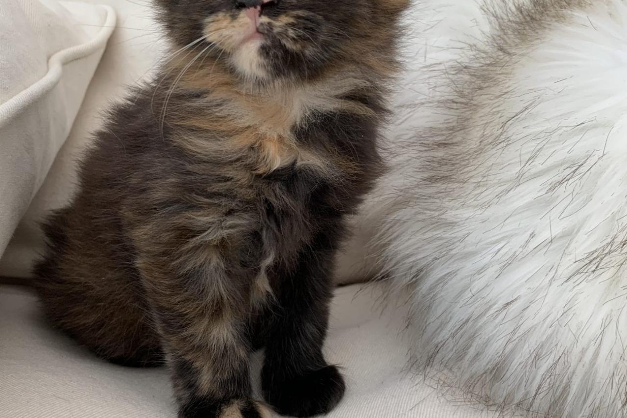 Tortie maine coon kittens for sale