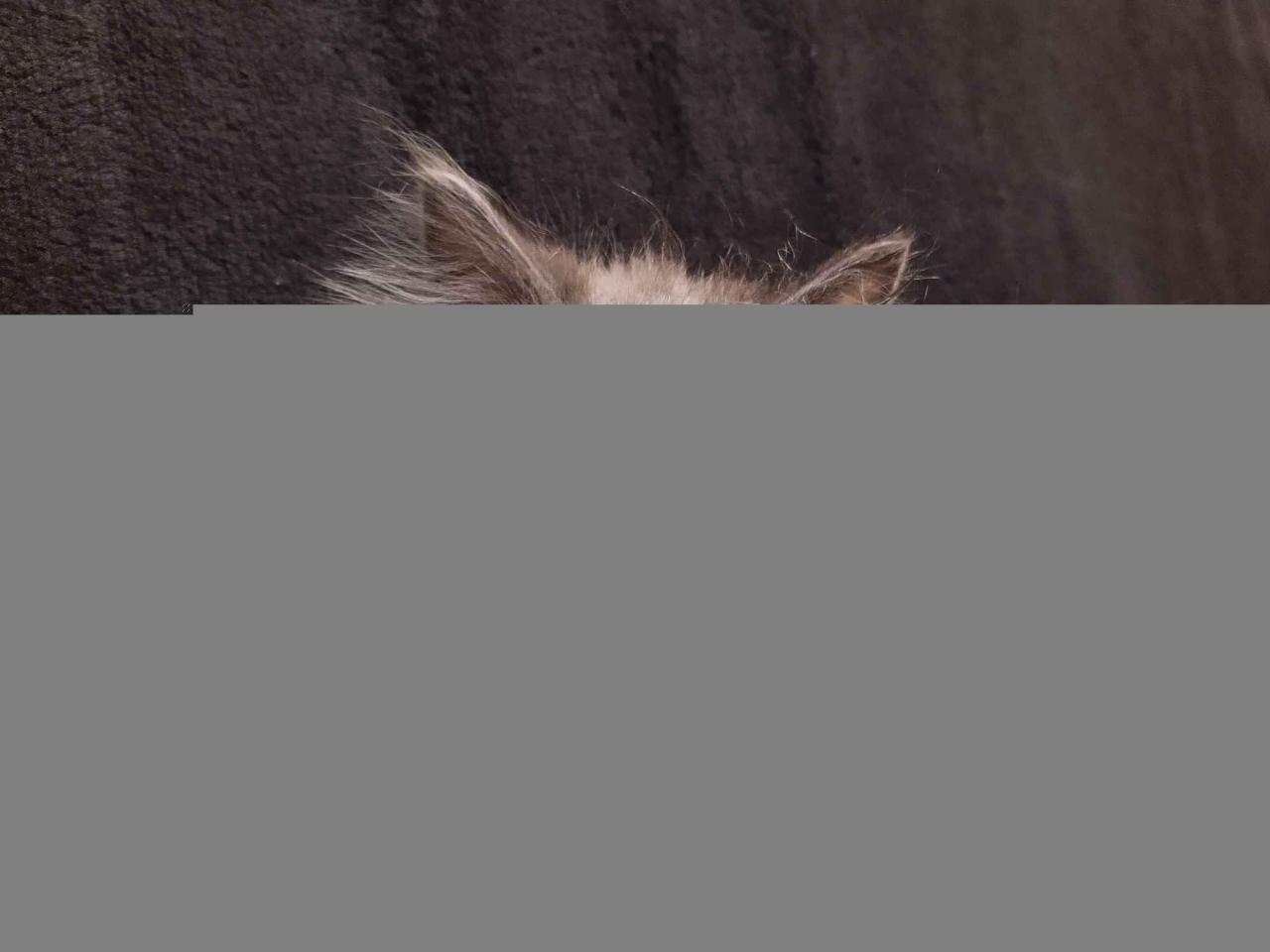 Ragdoll maine coon mix kittens for sale