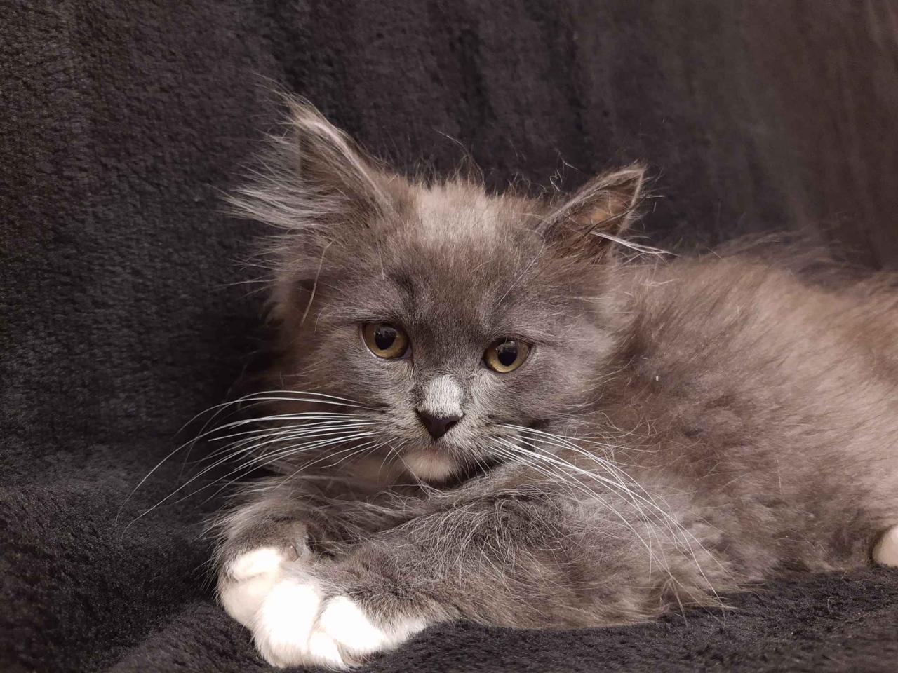 Maine coon ragdoll mix for sale