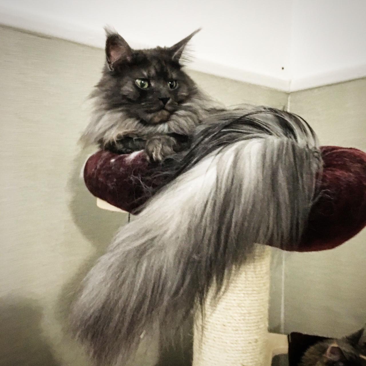 Black smoke maine coon cat for sale
