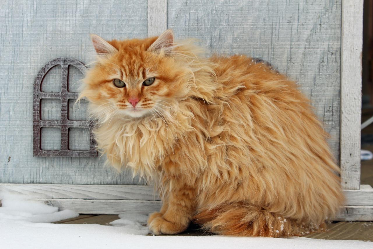 Coon maine orange cats tabby mainecoon coons snow cat big apart sets them charm other unique characteristics marina regular