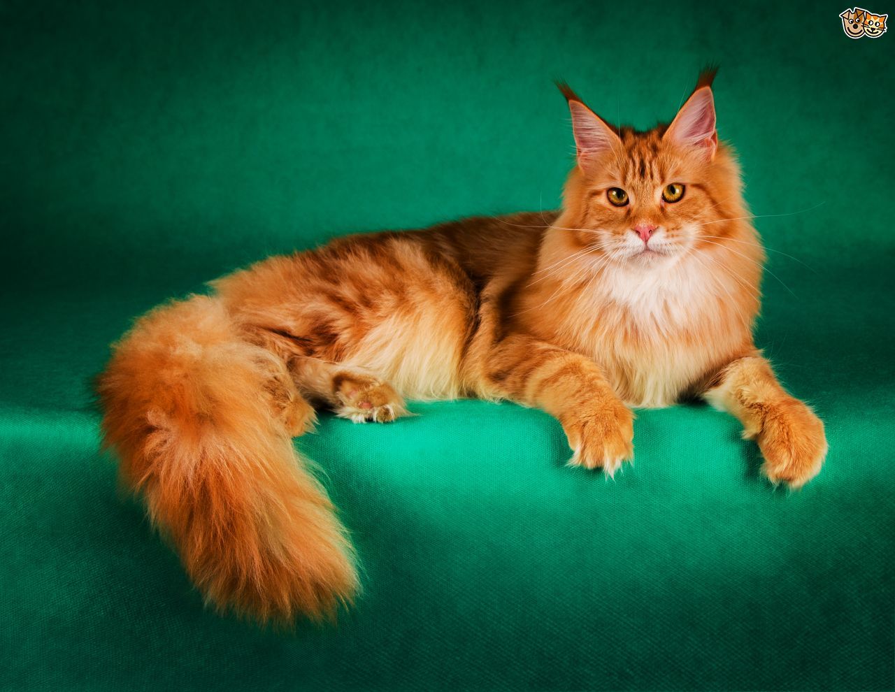Maine coon cats coons big large do they