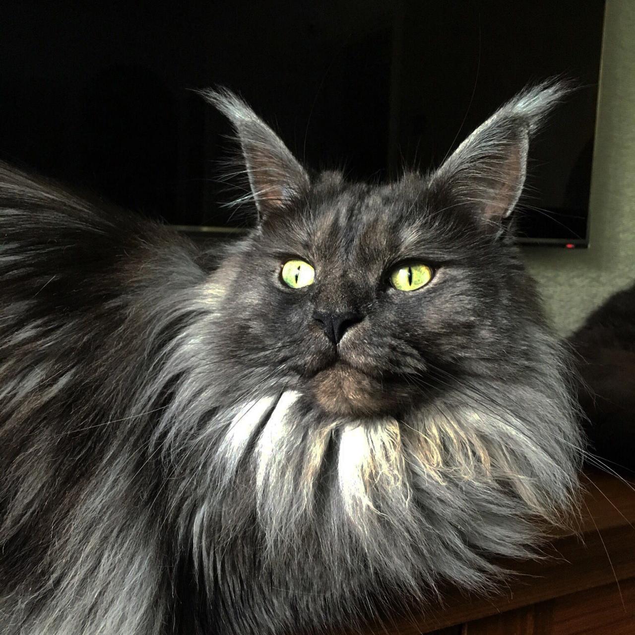 Black smoke maine coon for sale