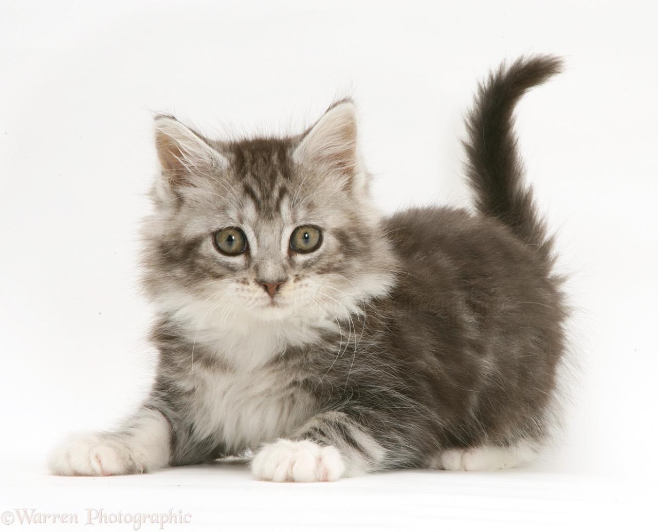 Gray and white maine coon kitten