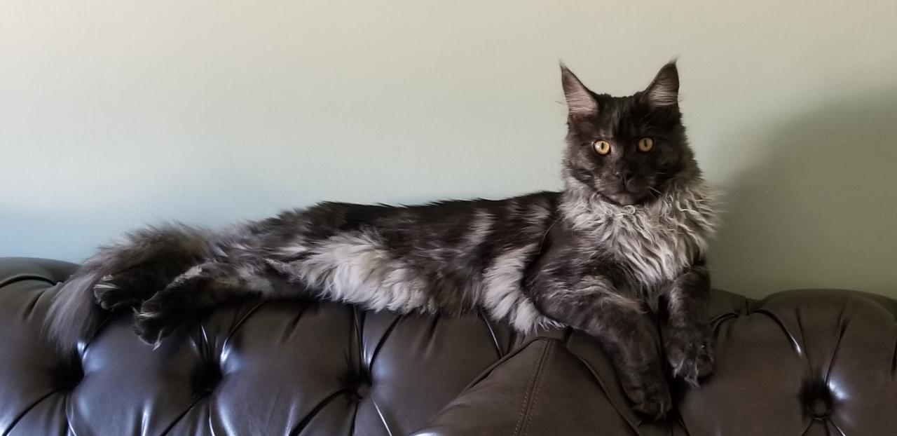 Black smoke maine coon cat for sale