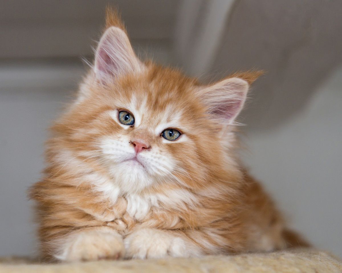Maine coon kittens kitten cute coons cutest pets adorable