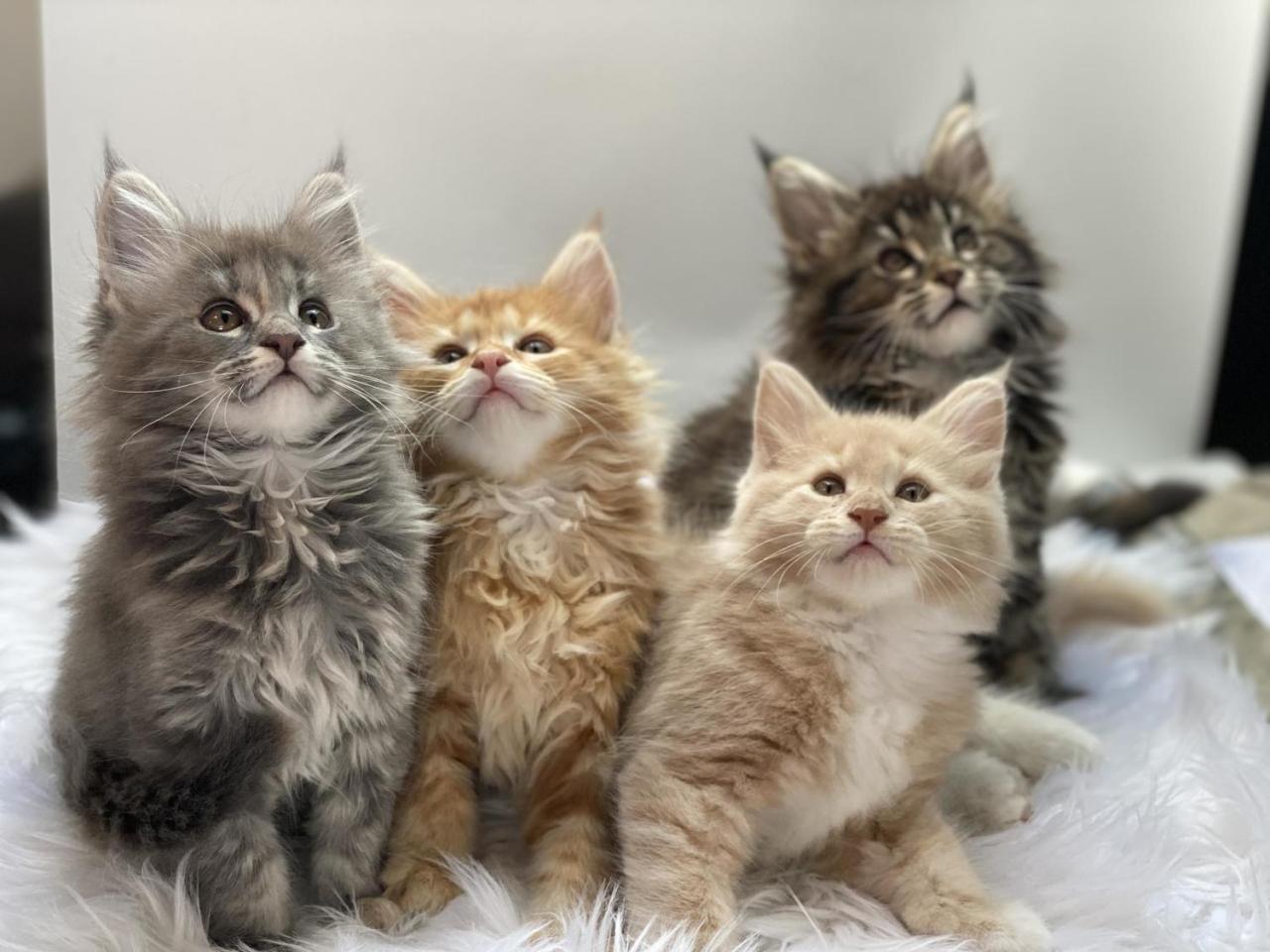 Coon pets kittens mainecoon