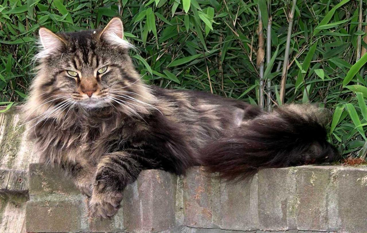 Maine coon mix cats for sale