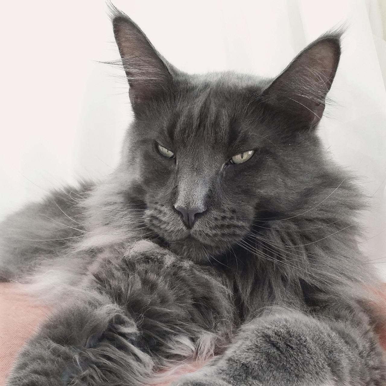 Blue maine coon kittens for sale