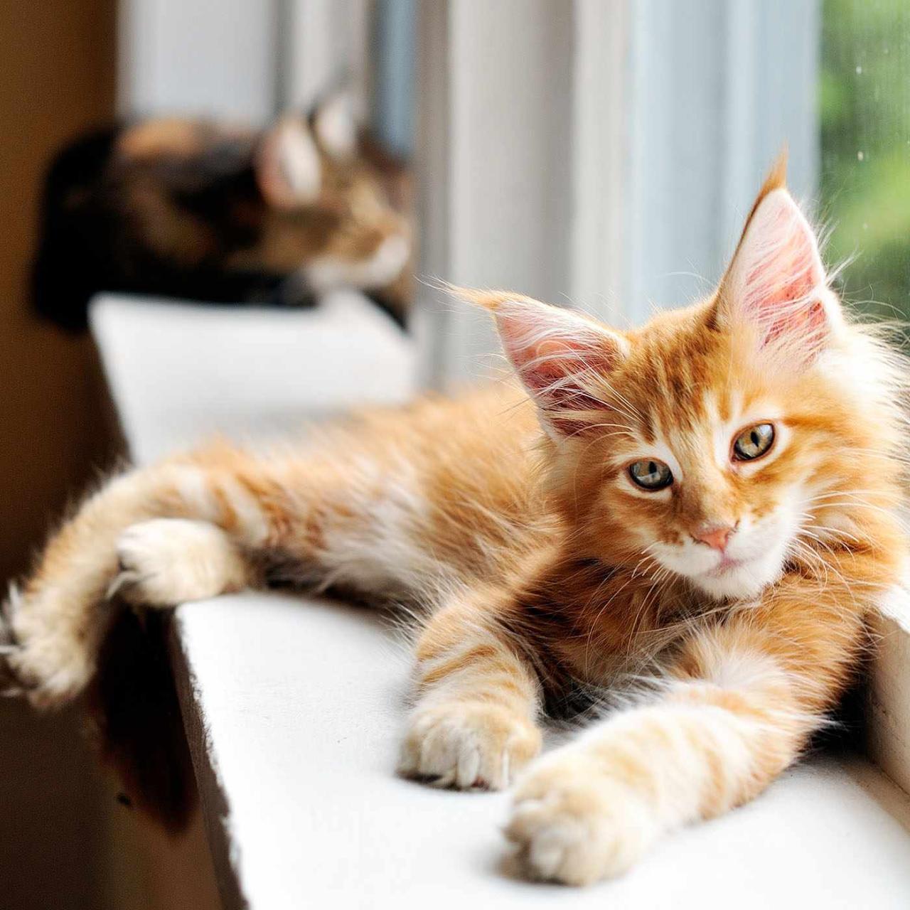 Red maine coon kittens