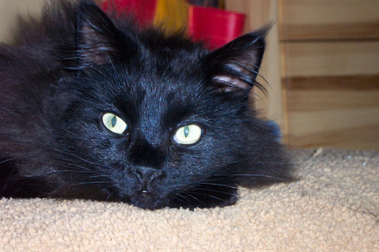 Black maine coon cat for sale