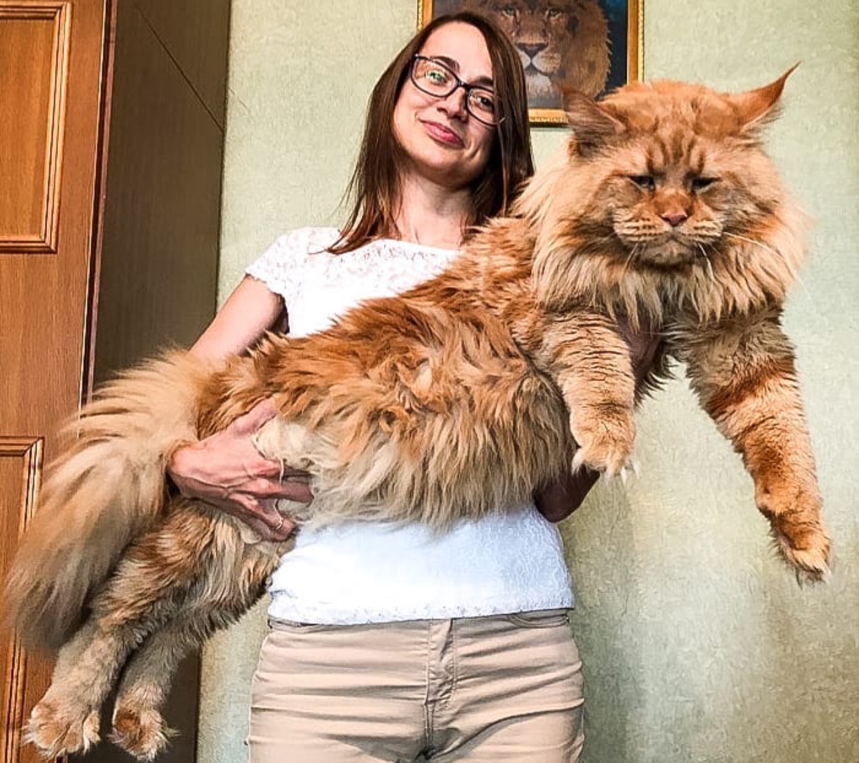Maine coon cats cat coons kittens big large make giant they 子猫 being will tiny look long read choose board