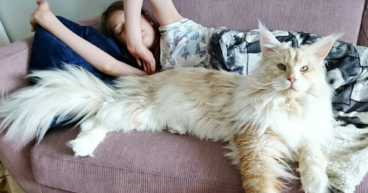 How much does maine coon cats cost