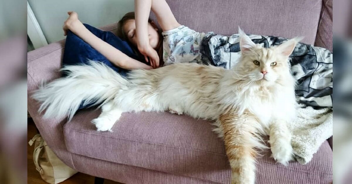 Giant maine coon kittens