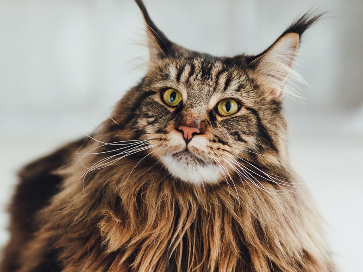 Purebred maine coon cost