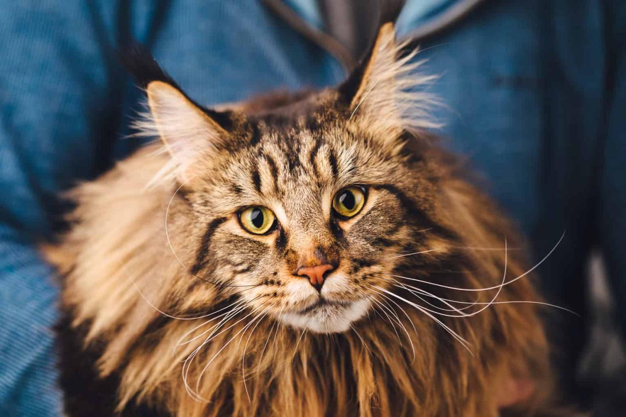 How much is a maine coon cat worth