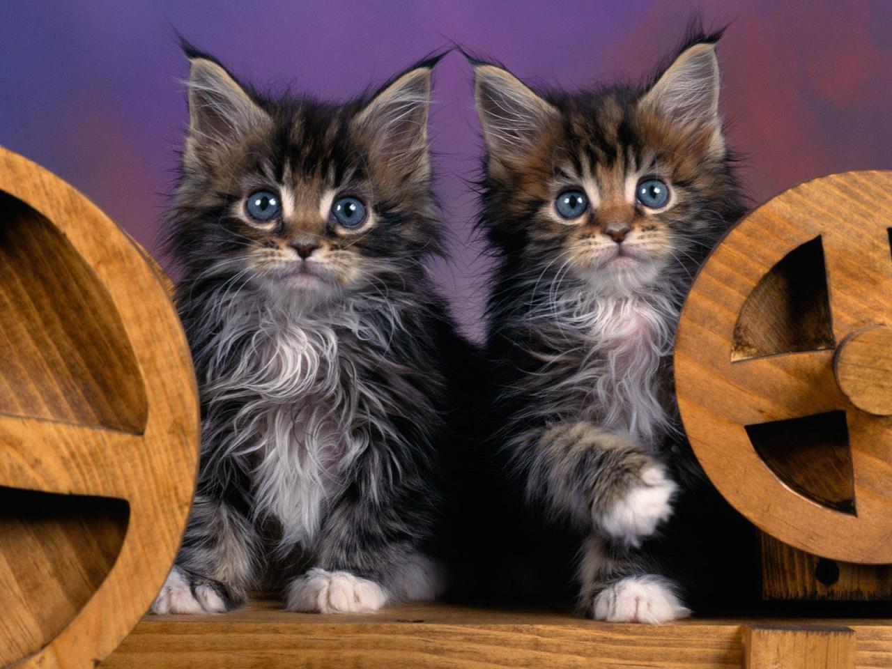 Coon kittens