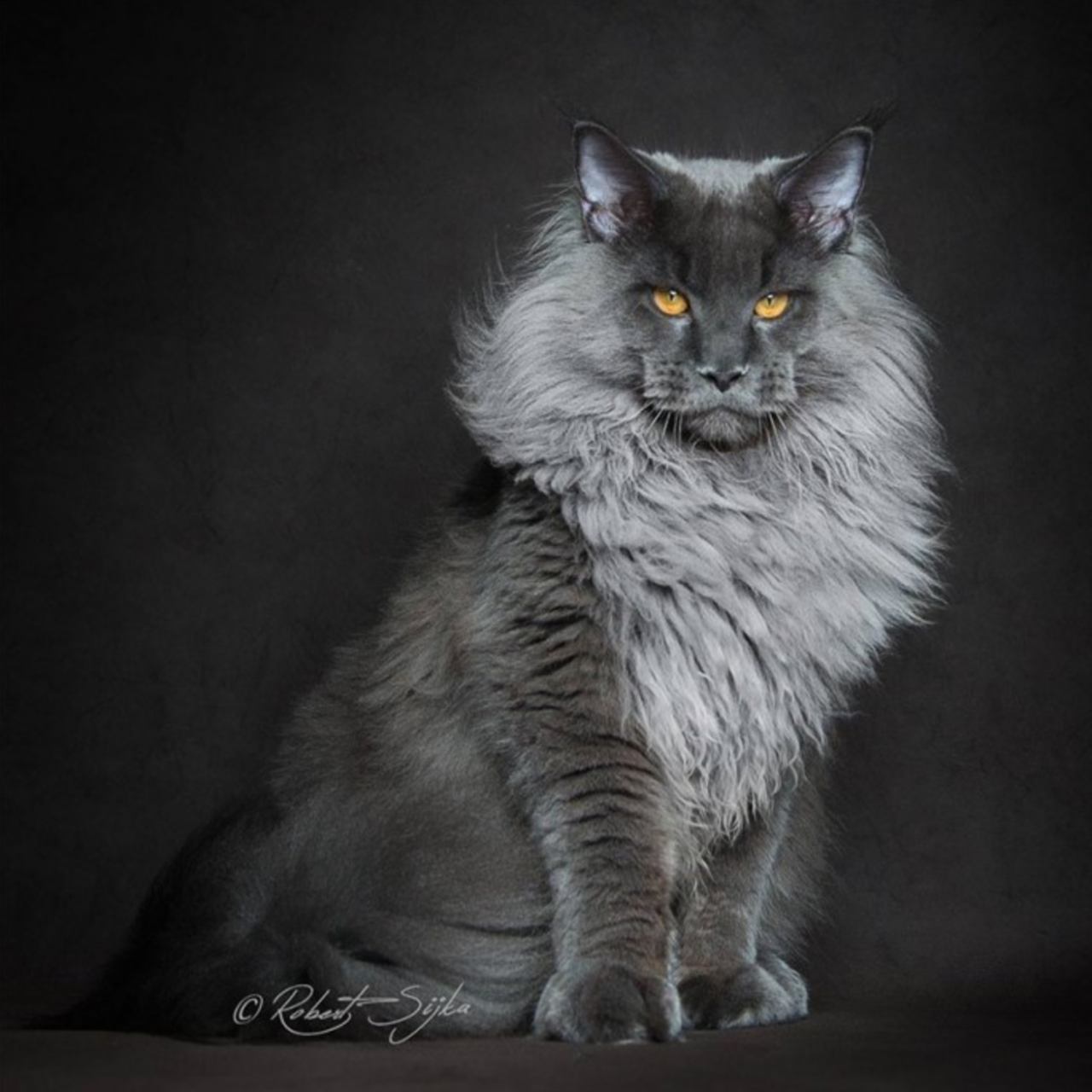 Are maine coon cats expensive