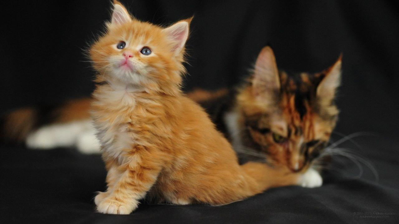 Coon maine cat orange kitten cute characteristics personality inspirationseek