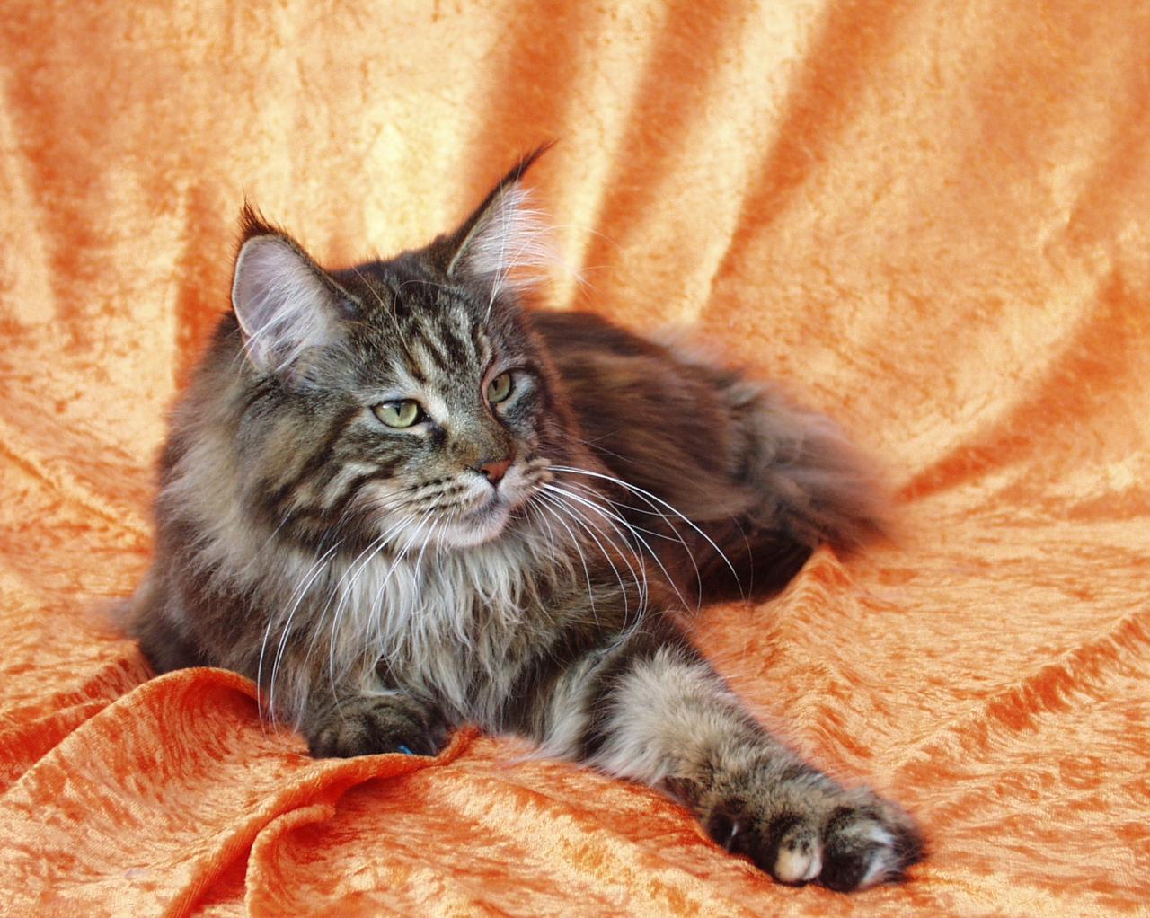 Purebred maine coon for sale