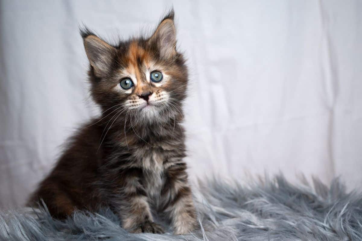 Fluffy maine coon kittens