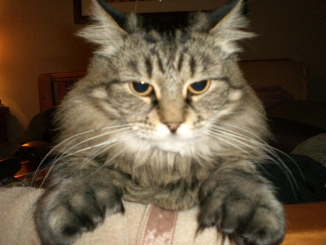 Maine coon polydactyl for sale