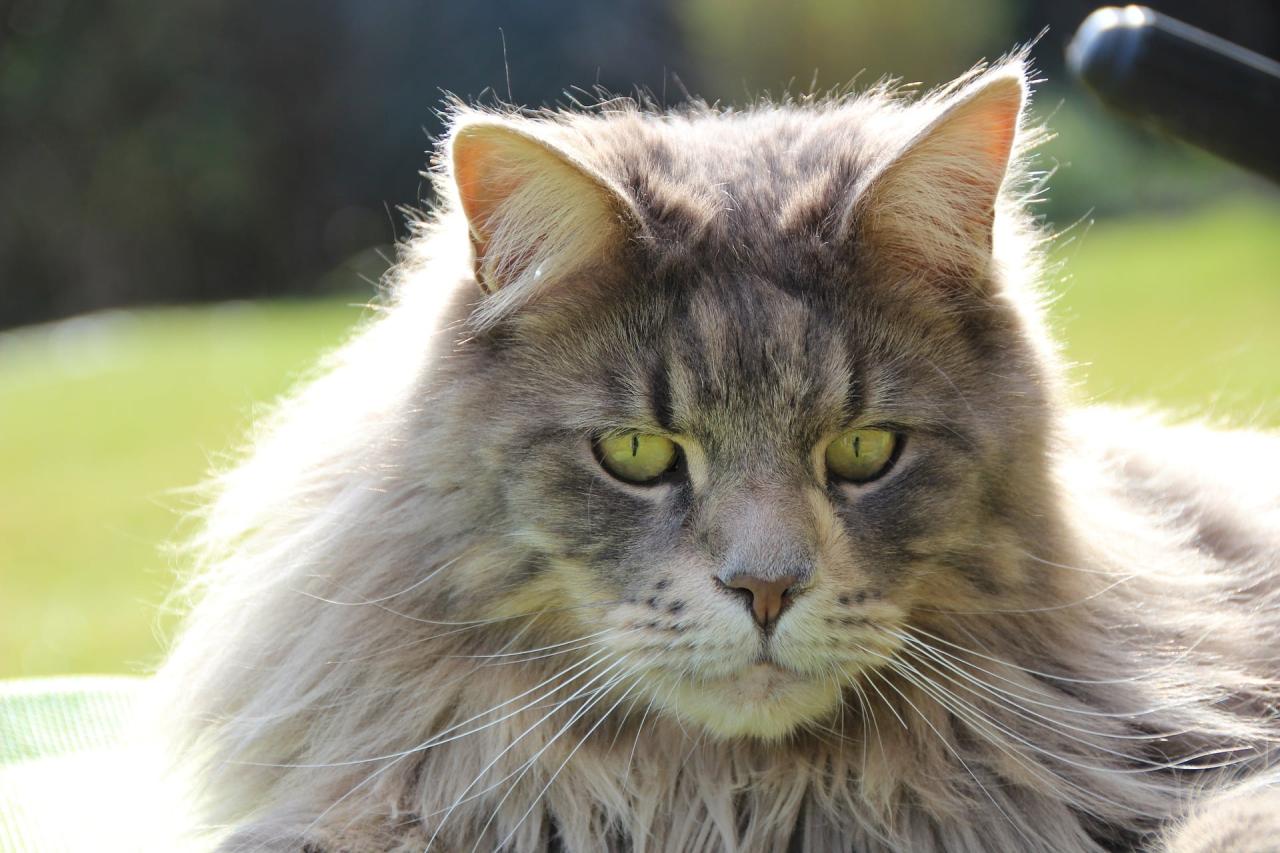 Are maine coon cats expensive