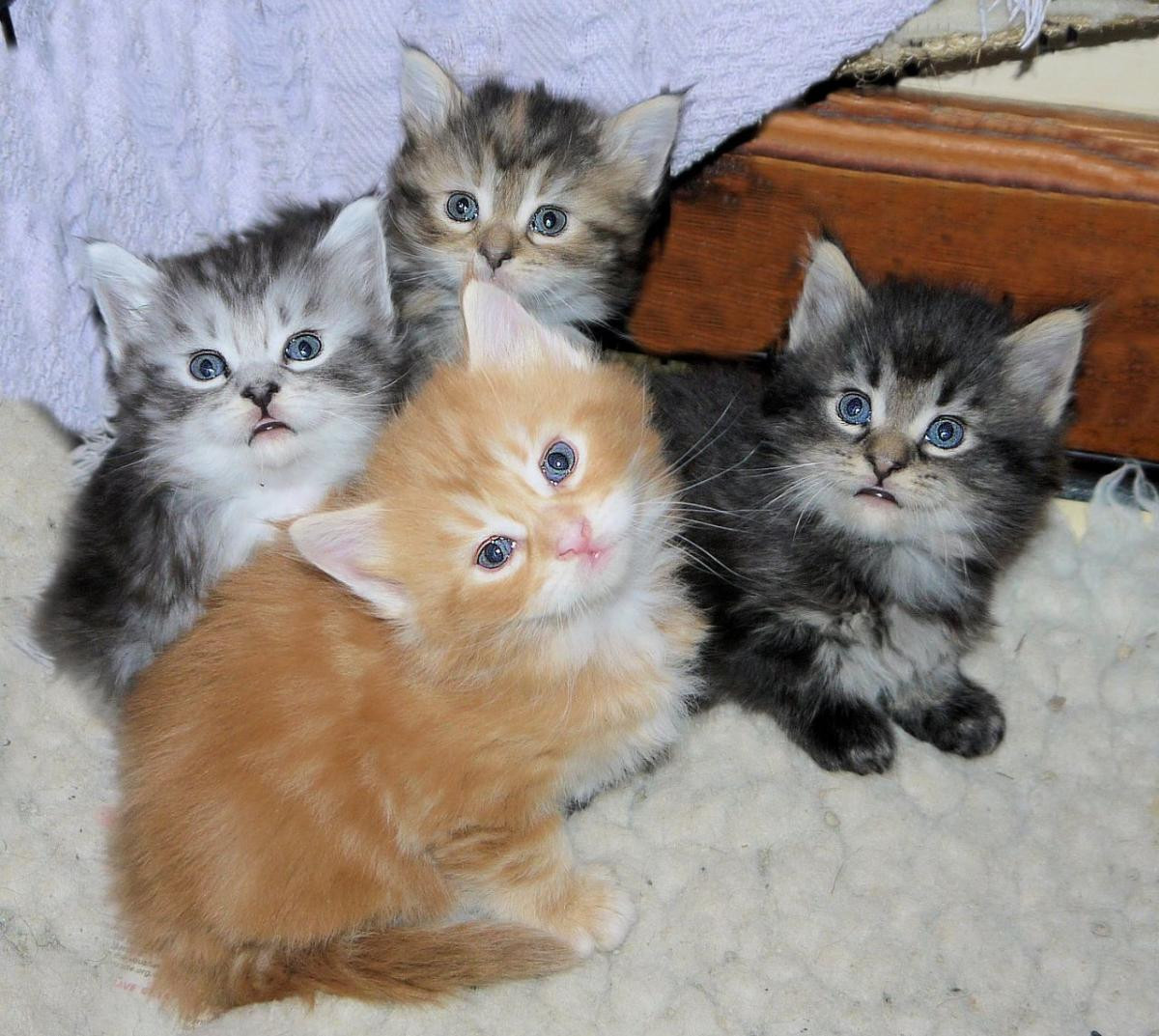 Maine coon kittens for sale new jersey