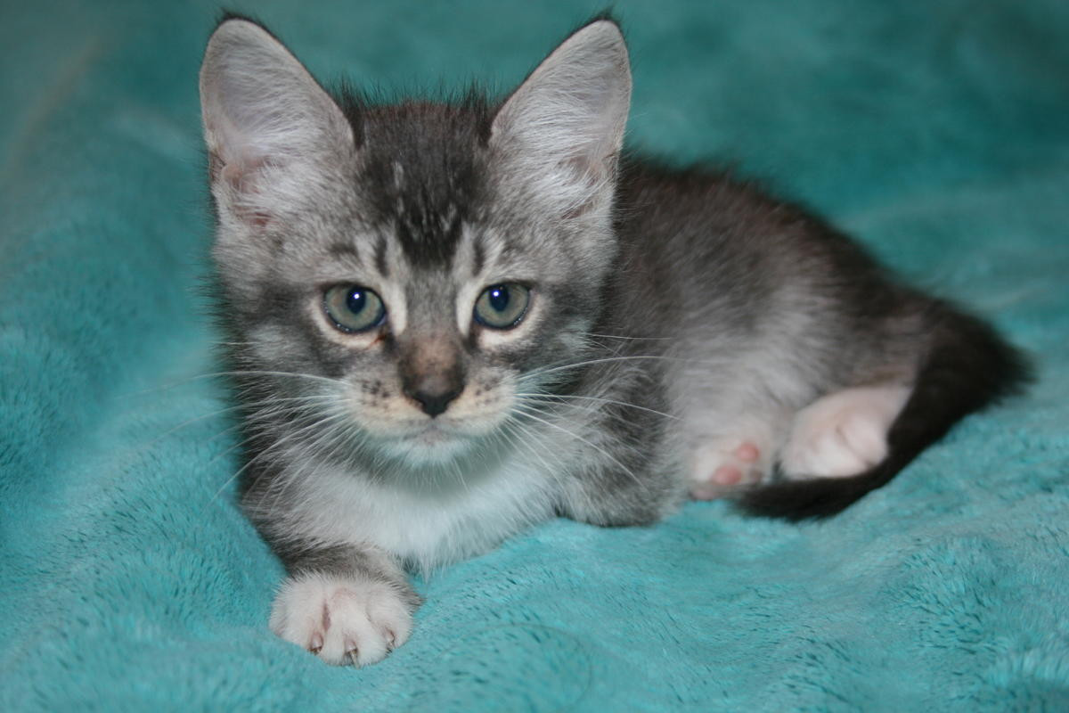 Maine coon kittens cfa registered ohio wadsworth americanlisted medina