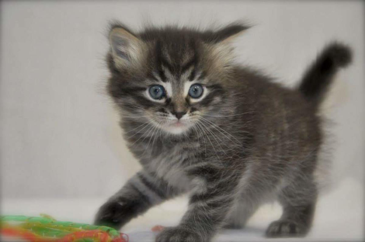 Maine coon kittens for sale virginia
