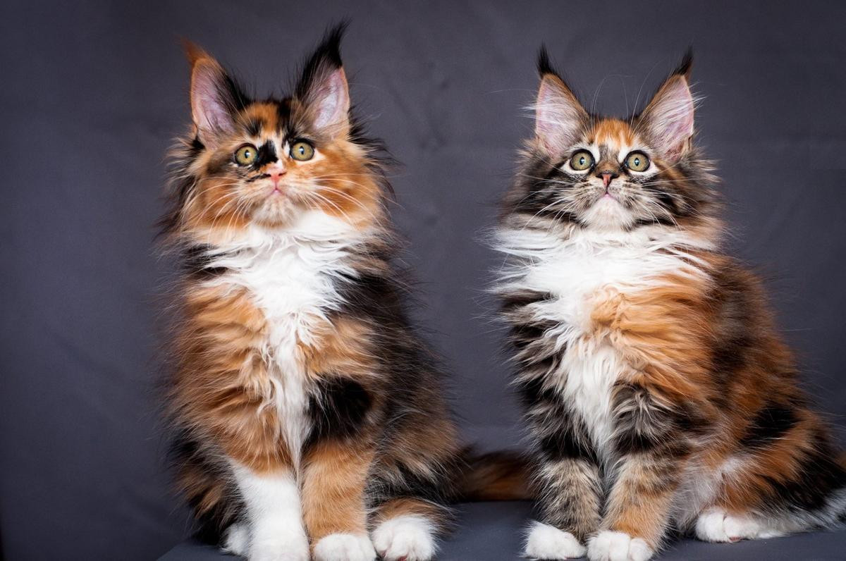 Maine coon kittens for sale 0