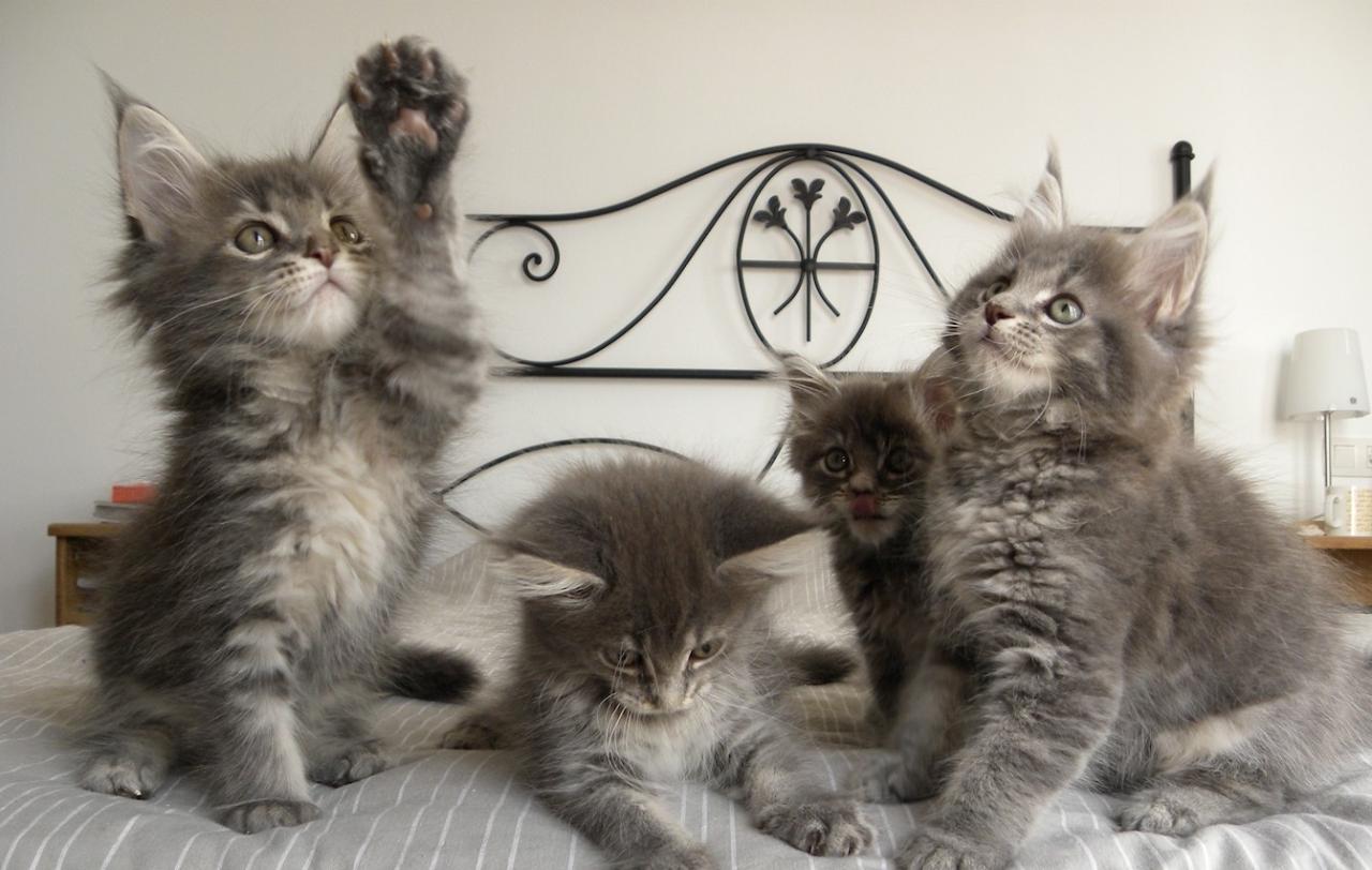 Maine coon kittens portland or