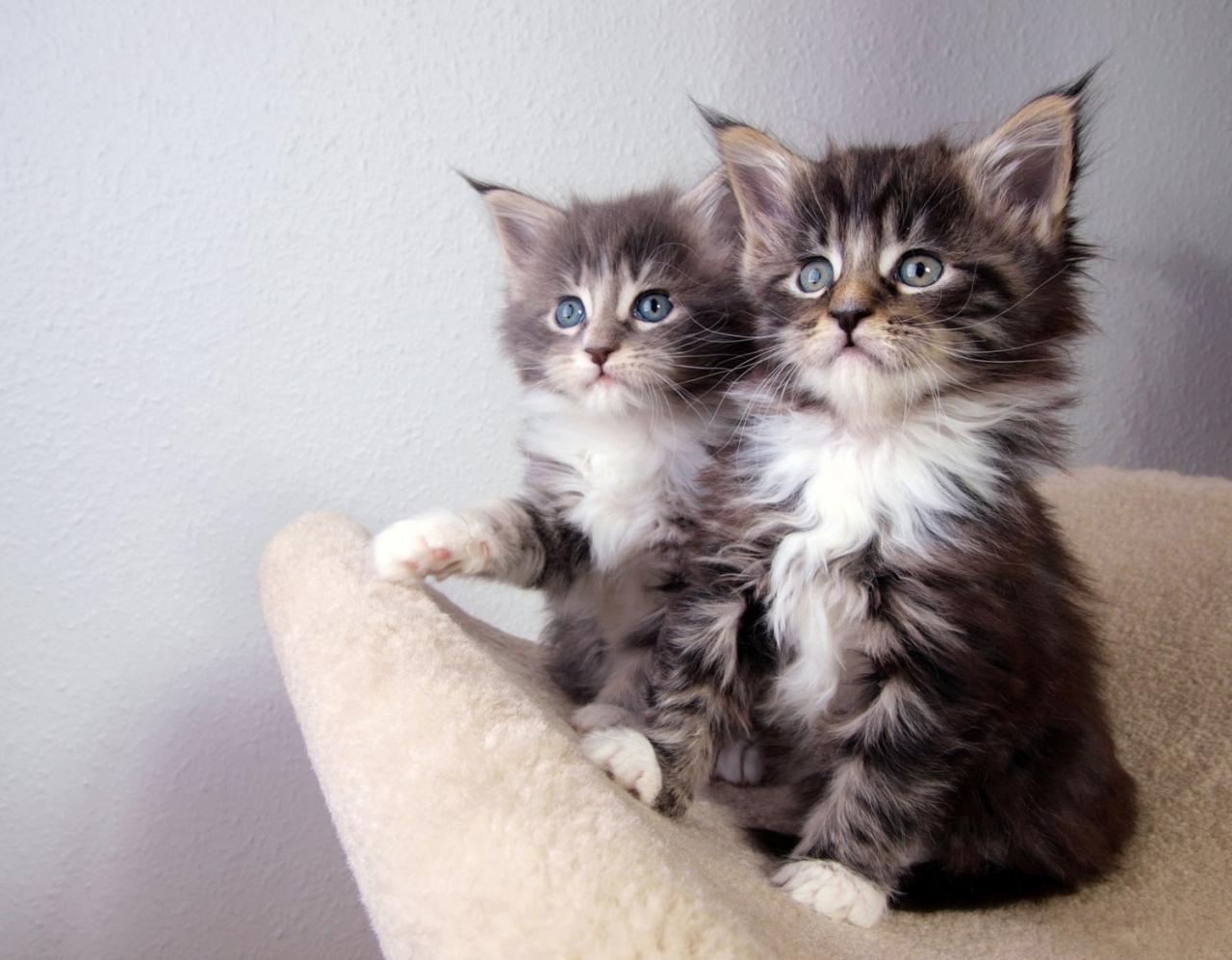 Kittens coon mainecoon