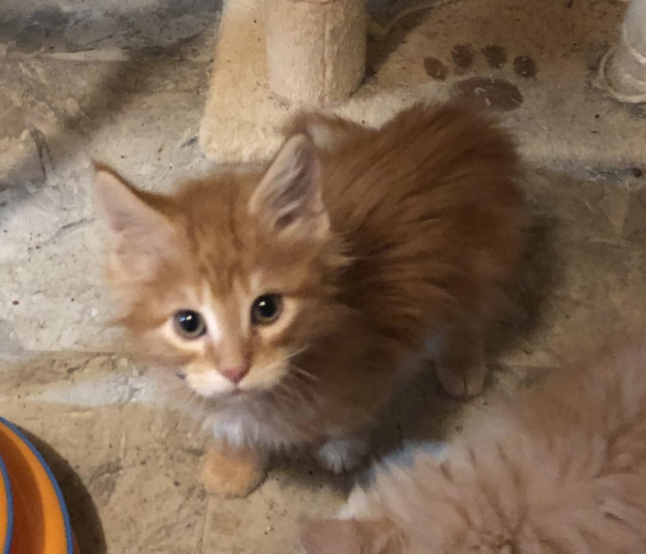 Ohio maine coon kittens for sale