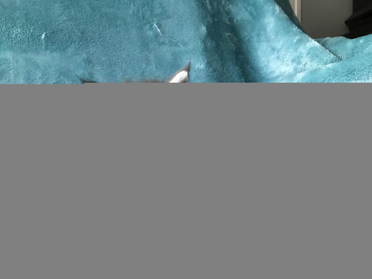 Blue maine coon kitten