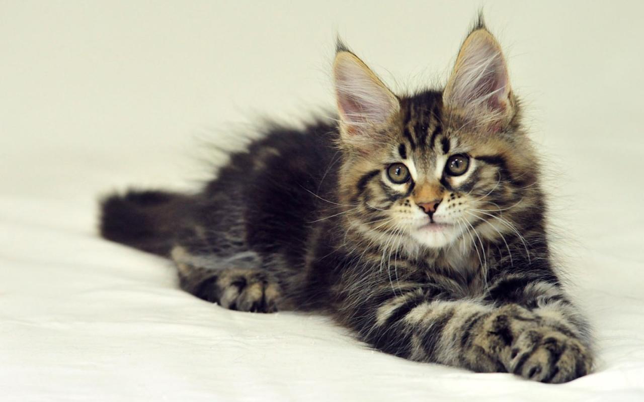 Coon maine cat kitten wallpapers wallpaper cats mainecoon kittens background chat cute breeds baby add visit wallpapercave