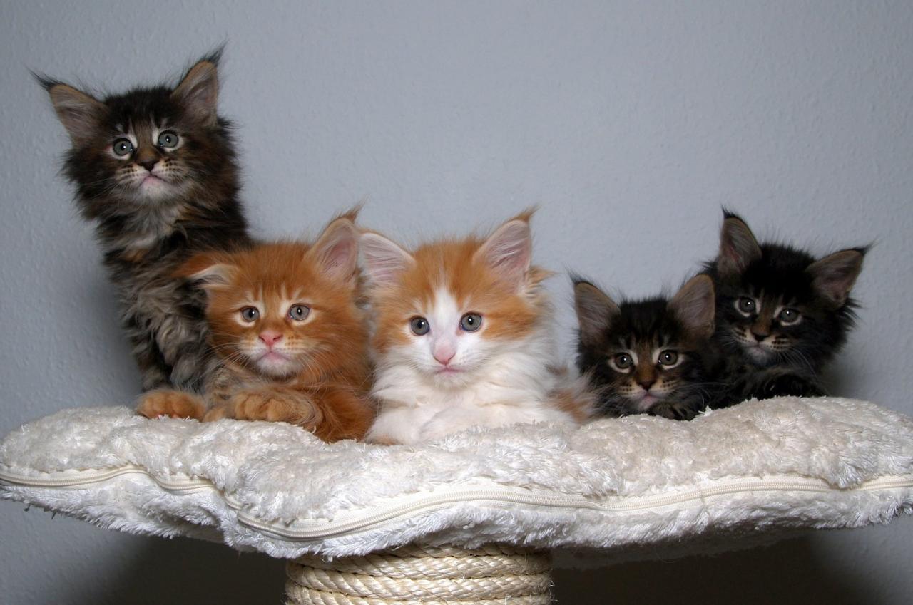 Free maine coon kittens nh