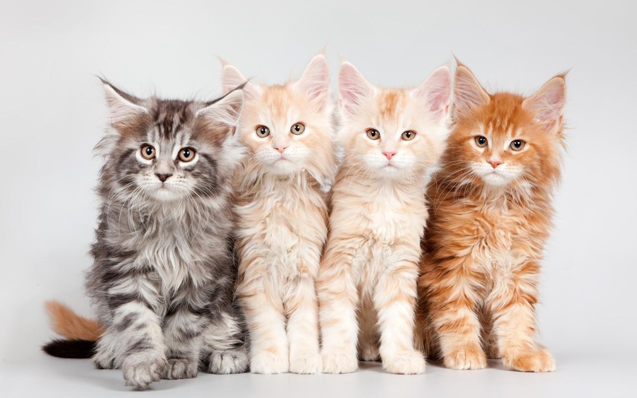 What color are maine coon cats