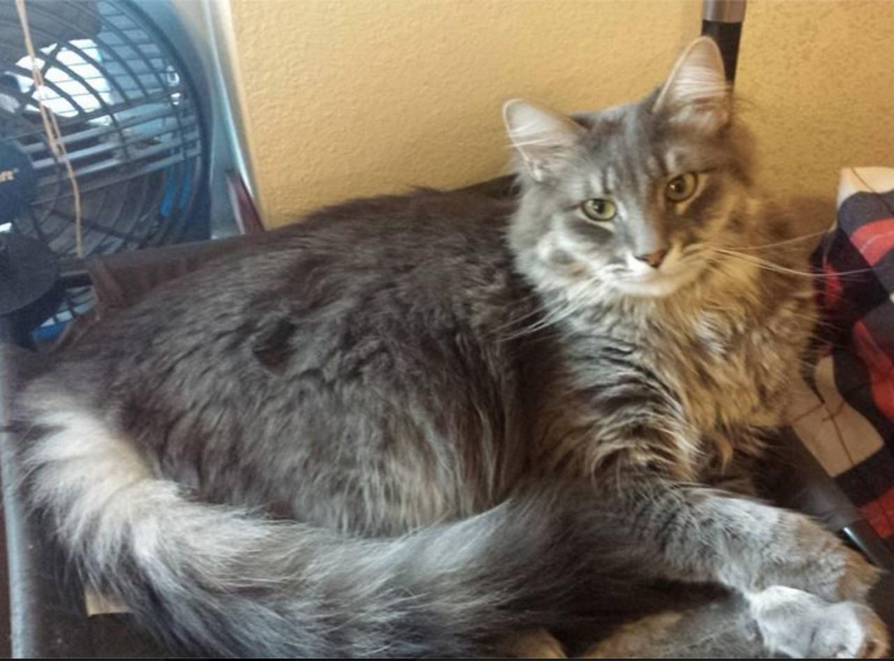 Maine coon cat nc