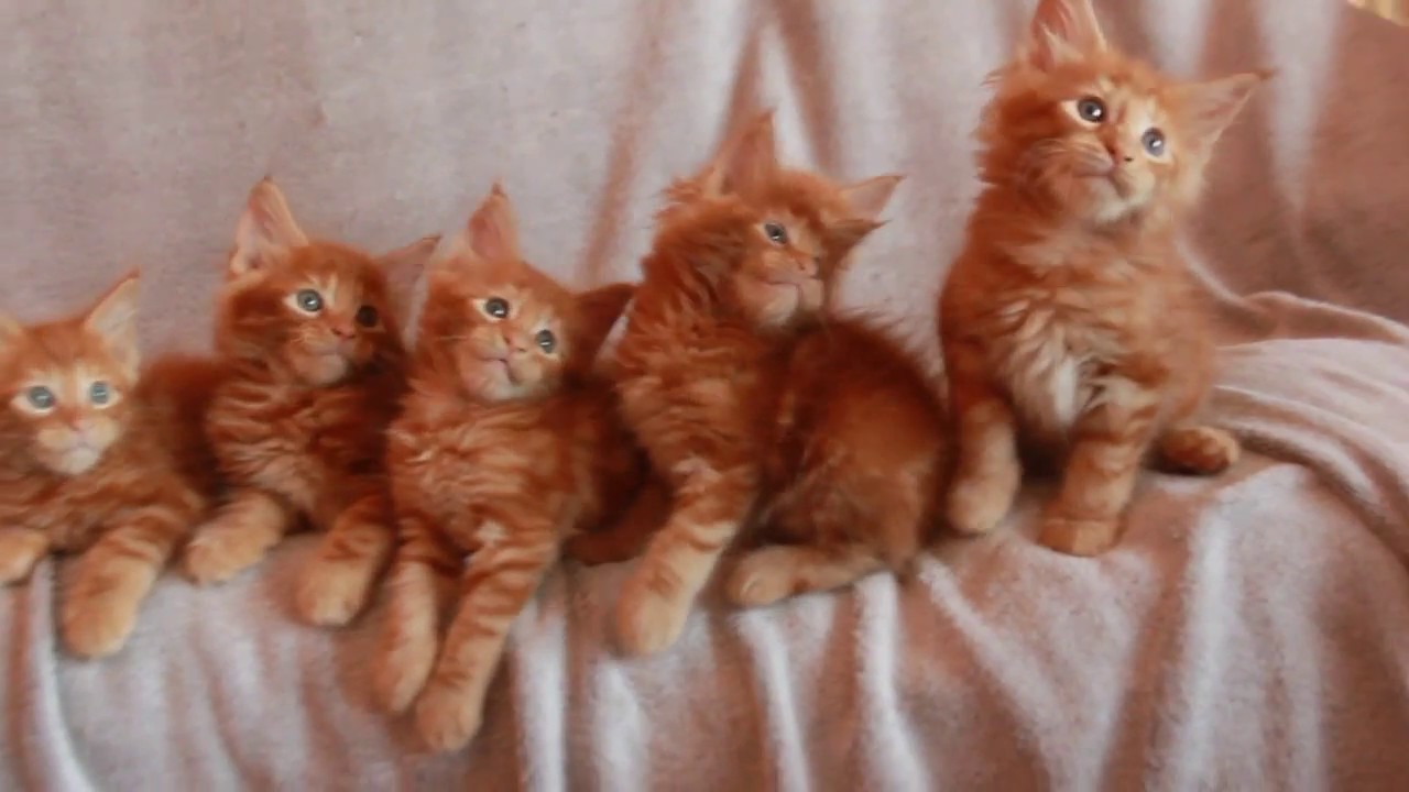 Red maine coon kitten for sale
