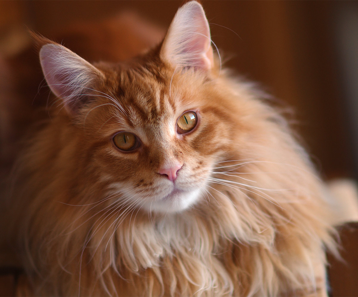 Coon maine cats cat orange kittens beautiful thehappycatsite check cute shade fluffier else rich coat something even too dark choose