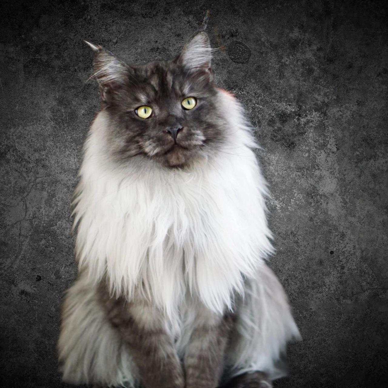 White maine coon for sale